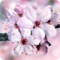 浪漫樱花动态壁纸 V3.18