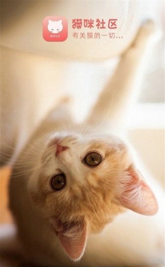 猫咪社区最新版图2