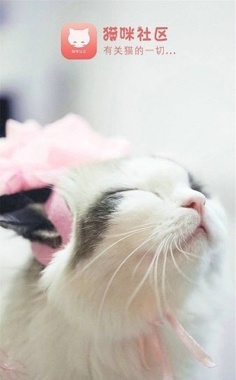 猫咪社区最新版图3