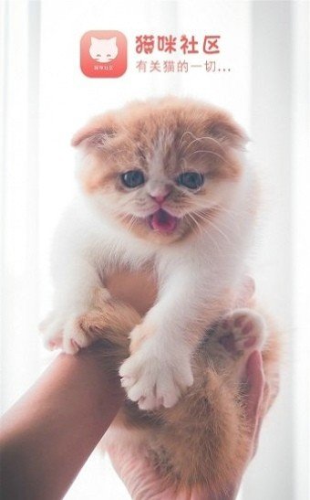 猫咪社区最新版图1