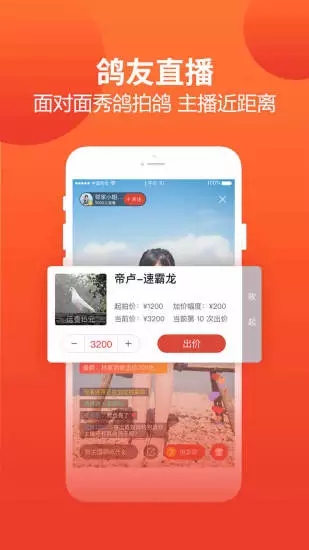 赛鸽头条图2