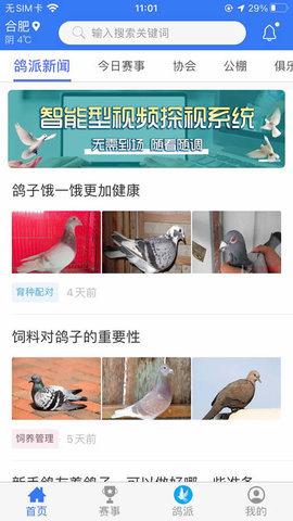 鸽派图2