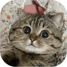 霹雳猫