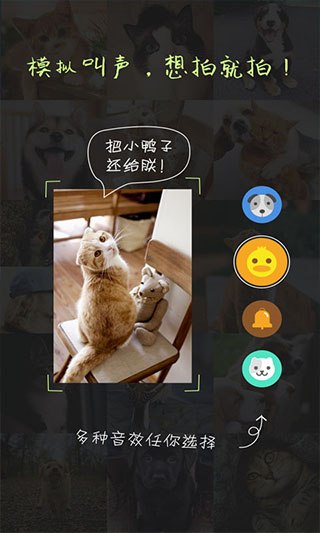 萌宠相机(1)