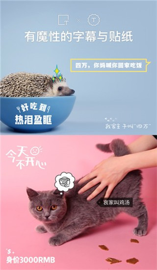 猫饼视频图3