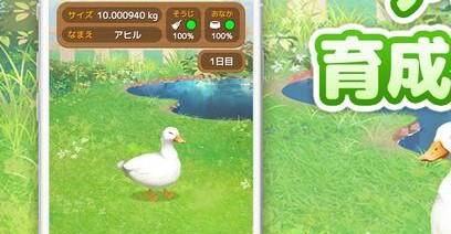 鸭子培养图2