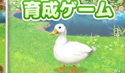 鸭子培养图4