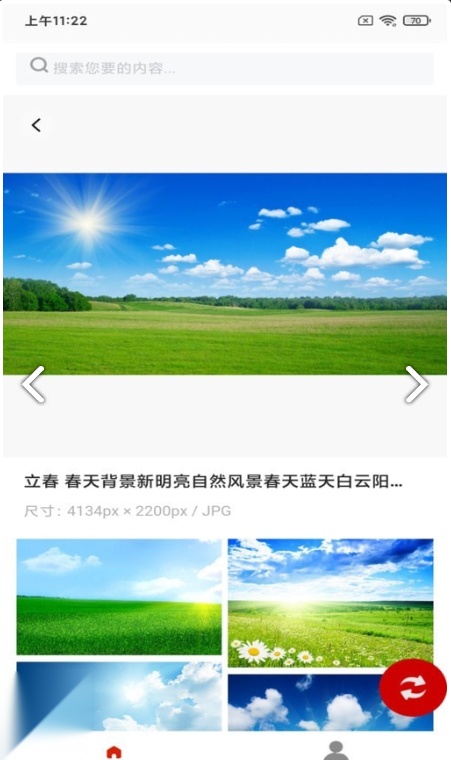 白鸽壁纸