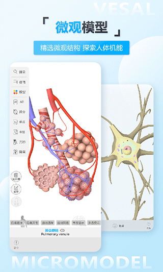 维萨里3D解剖(2)