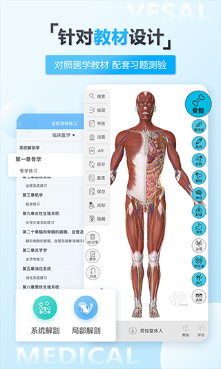 维萨里3D解剖(5)