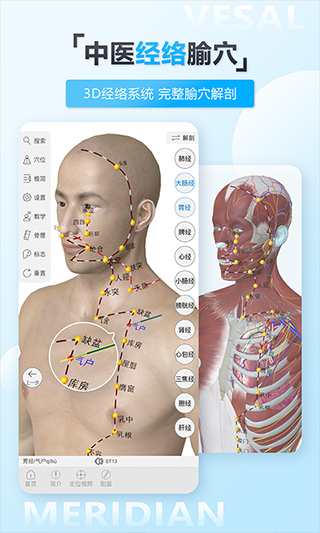 维萨里3D解剖(3)