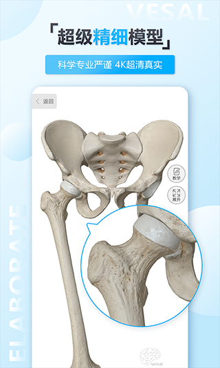维萨里3D解剖(4)