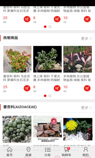 多肉植物