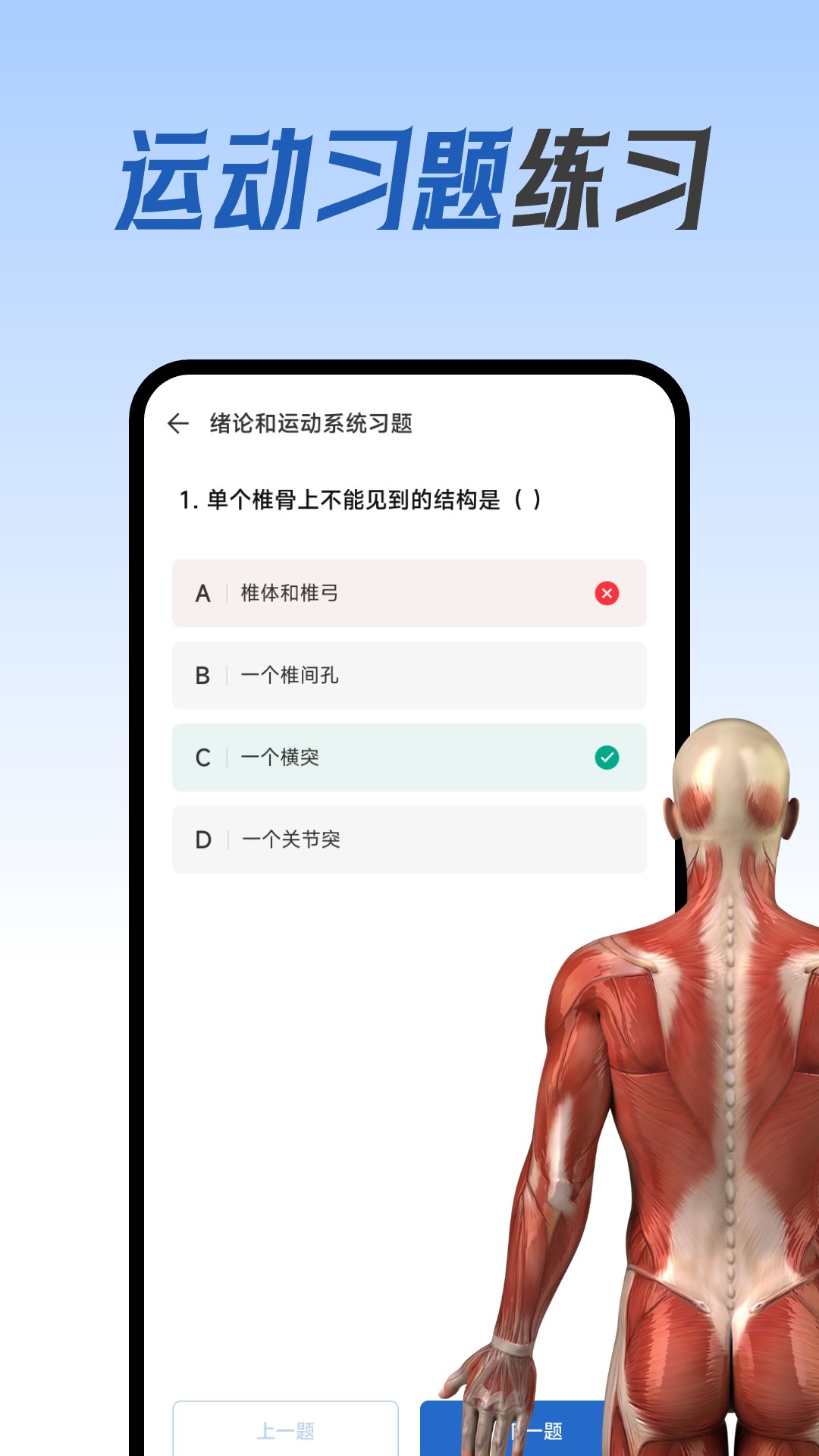 人体解剖图集图3