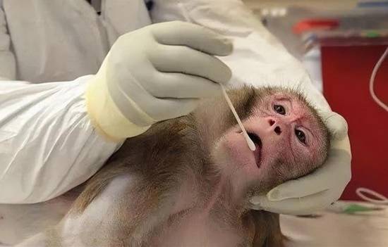 实验猴身价飙升，单只售价高达14万元