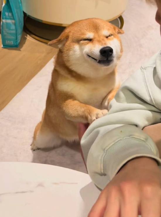 曾凭借标志性“飞机耳”与憨笑表情走红的网红柴犬佩奇，不幸因中毒离世