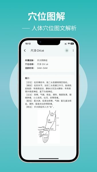 人体穴位图解图2
