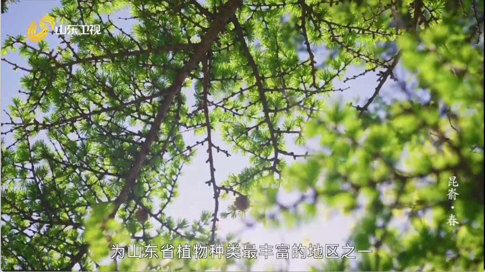 爱上电视