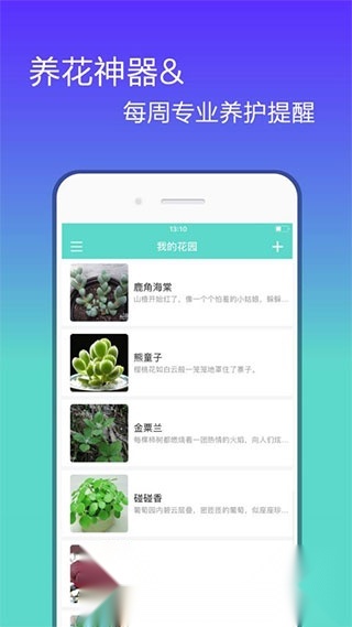 花信(花卉种植知识大全)图4