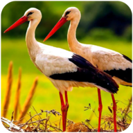 终极仙鹤模拟器(The White Stork)手游直装版