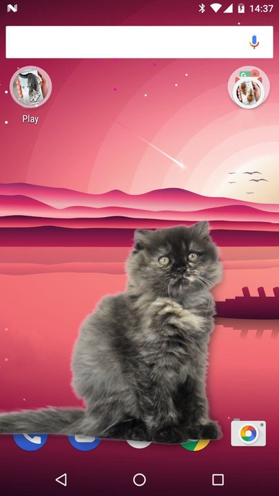 可爱猫动态屏幕