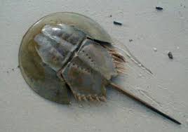 哪一种海洋生物被称作海洋里的活化石
