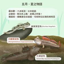 弹涂鱼得名“弹涂鱼”的缘由是什么