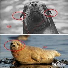 海狮与海豹之间最主要的差异体现在哪些方面呢？