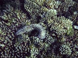 海茄子这一俗称对应的是哪类生物