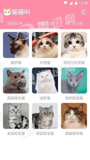 猫猫叫