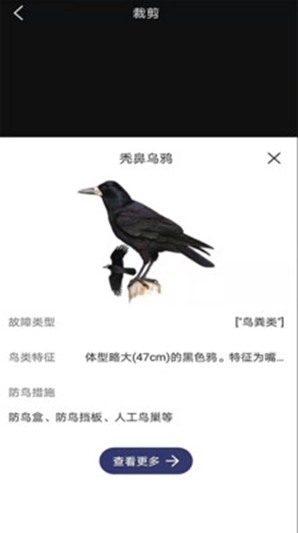 图音识鸟无广告版图1