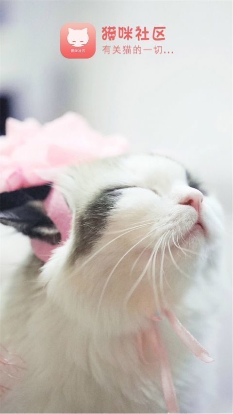 猫咪社区通用版(3)
