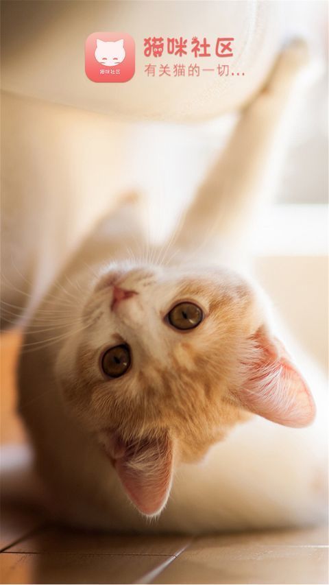 猫咪社区通用版(1)