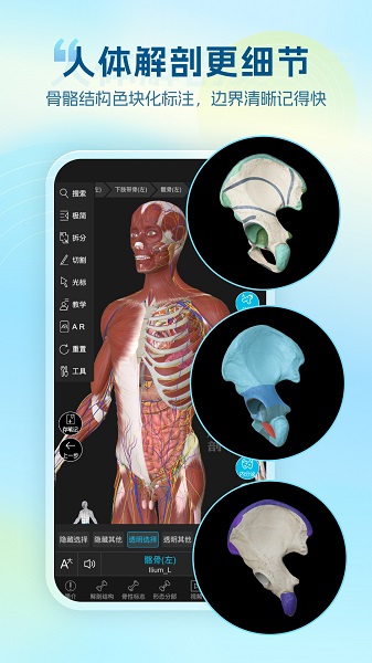维萨里3D解剖正版图3