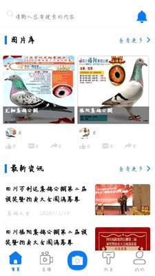 信鸽天堂免费原版图3