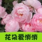 花朵爱消消手游直装版