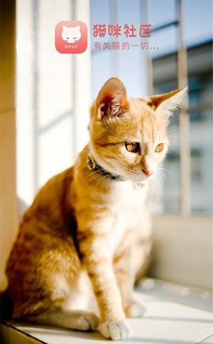 猫咪社区免费APP(1)