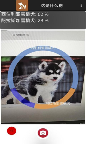这是什么狗通用版图1