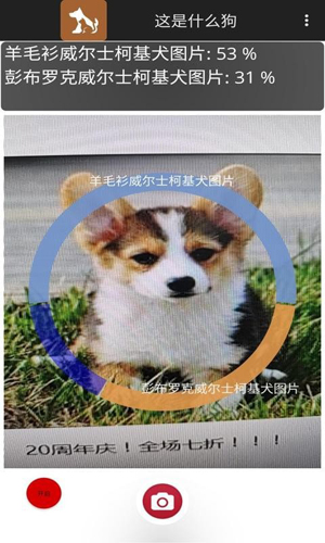 这是什么狗通用版图4