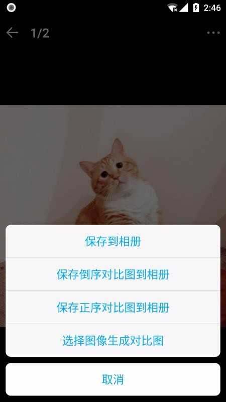 猫咪成长记(3)