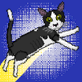 24只猫游戏正版