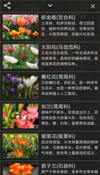 识花君APP