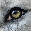 WolfOnline2最新免费版