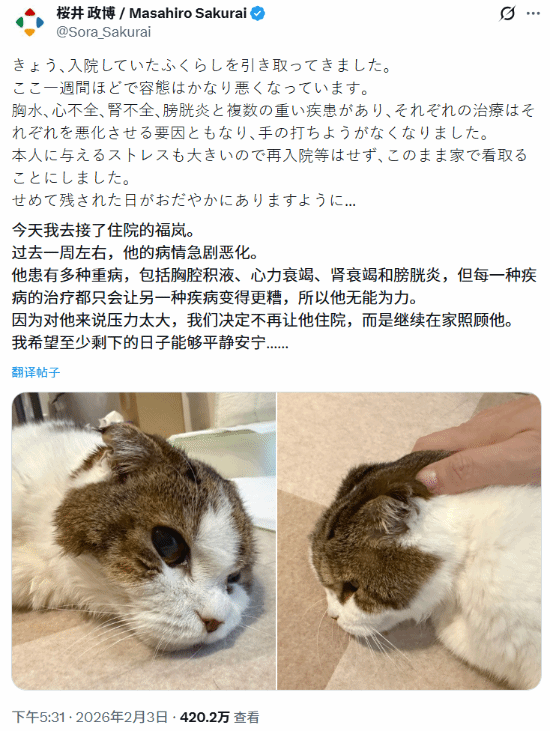 樱井政博所养爱猫健康急转直下，生命恐已进入倒计时，玩家们无不心碎