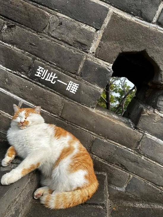 “长城猫”意外走红，外国游客纷纷“沦陷”，相关海外视频爆火