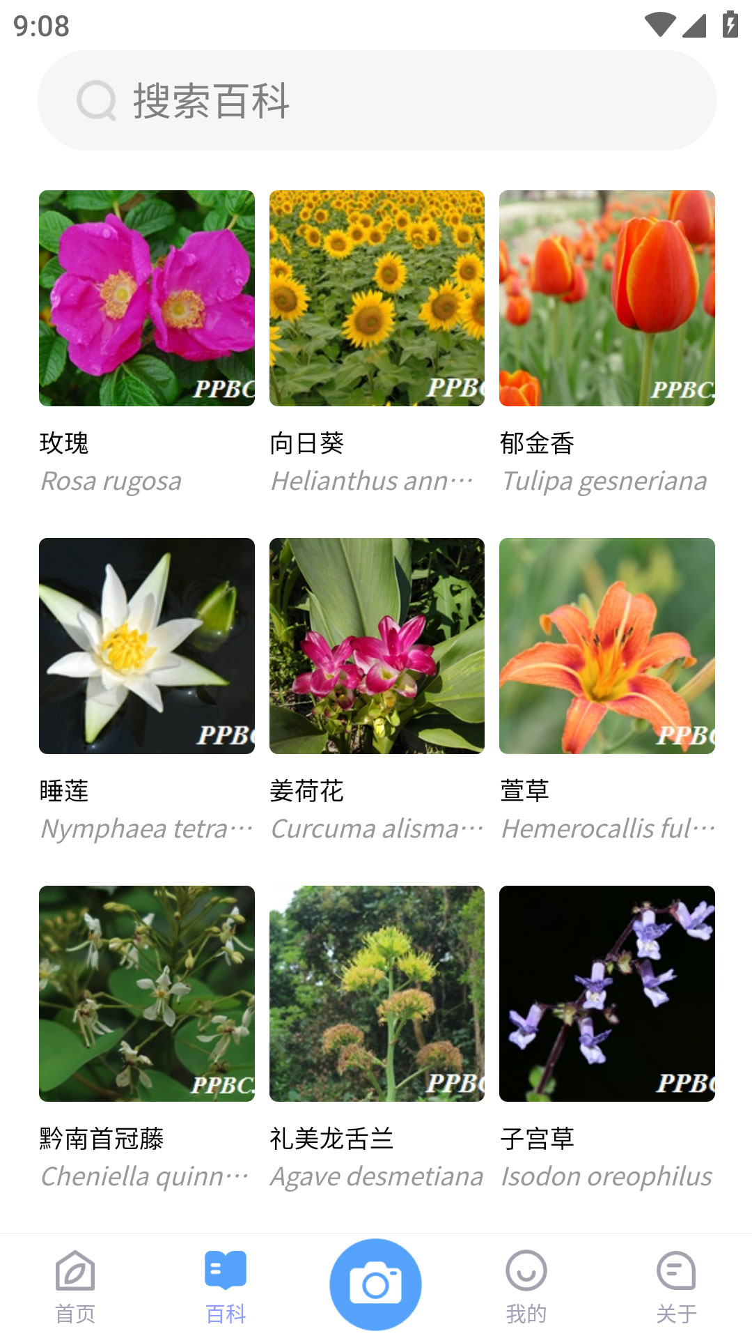 植物智正版