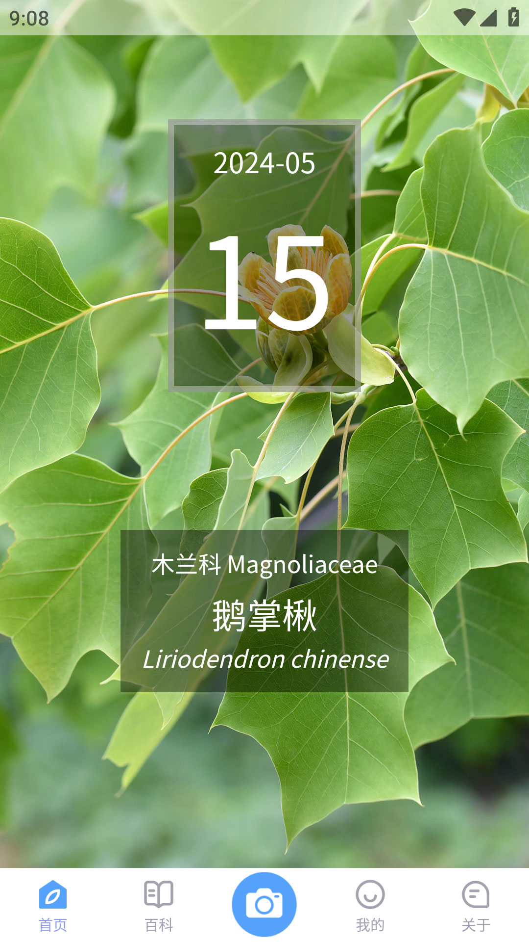 植物智正版