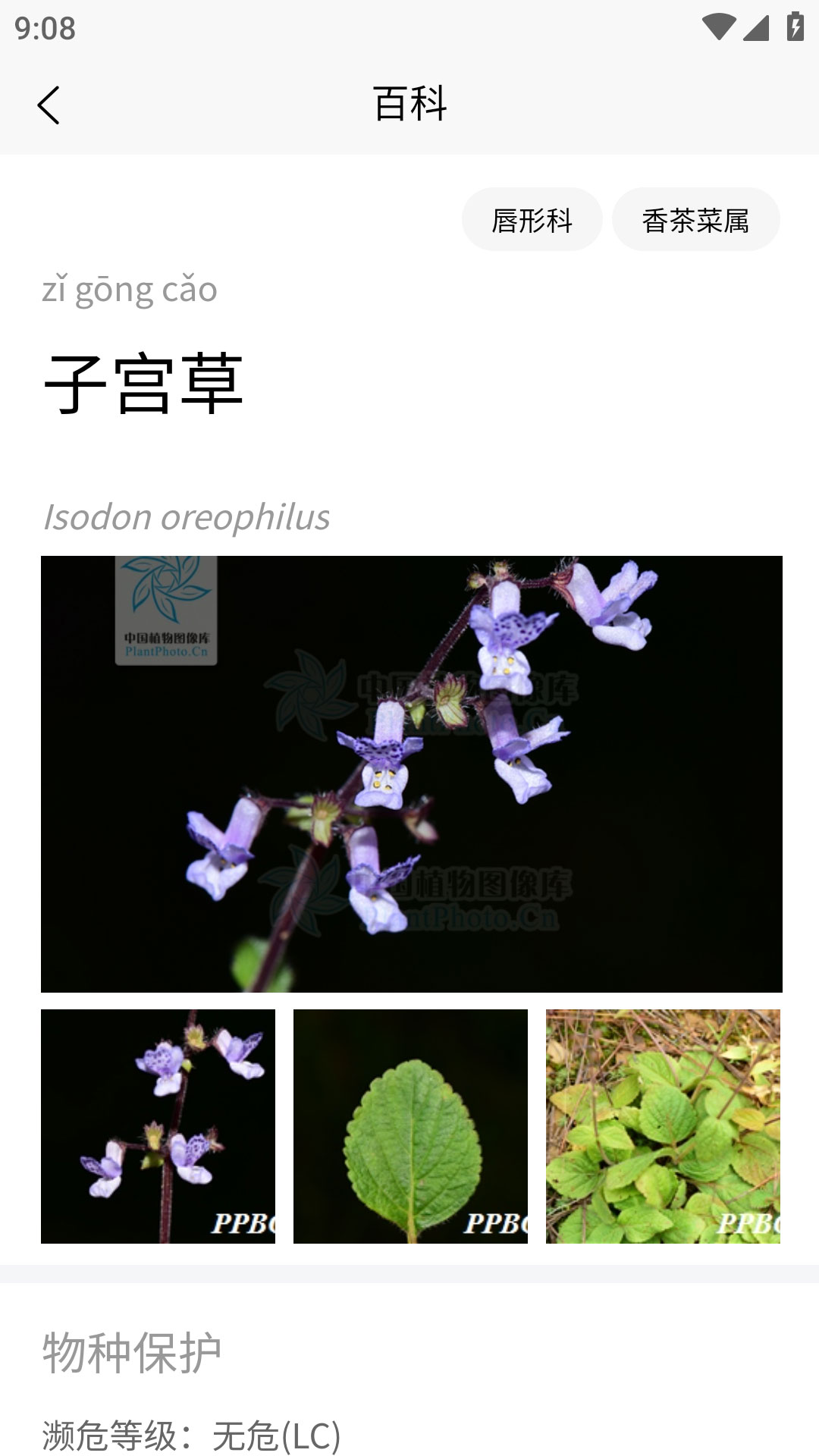 植物智正版