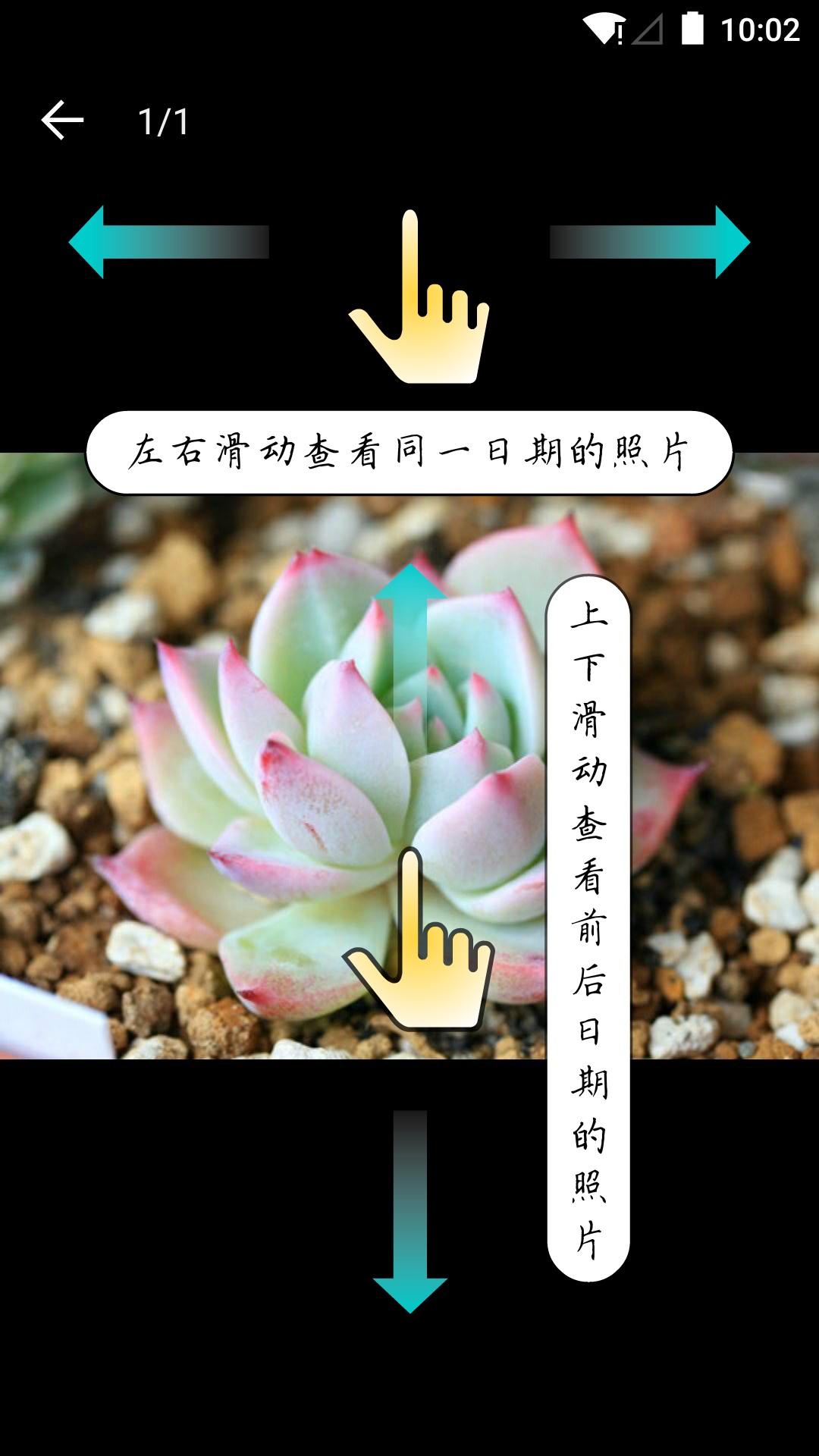 多肉成长记官方正版(3)