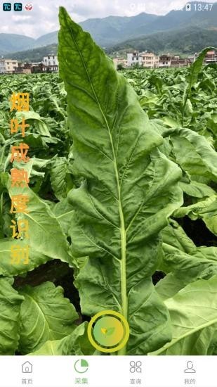 看叶识熟无广告版图2